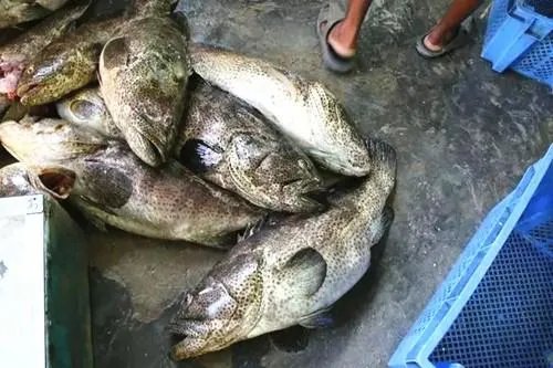 浙江渔民捕获一条158斤野生大石斑鱼，这条鱼的价值有多高？