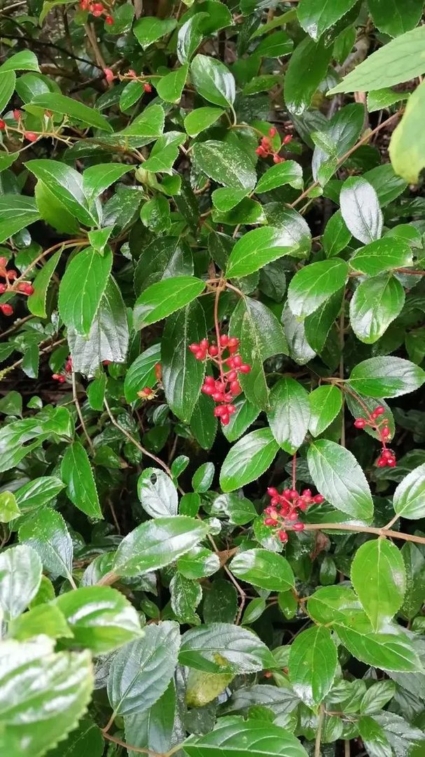 云南天坑接连发现极危物种，消失了106年的竹生羊奶子是什么？