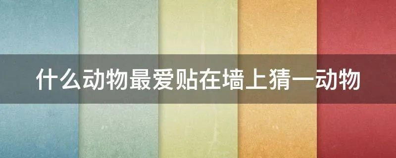 什么动物最爱贴在墙上猜一动物