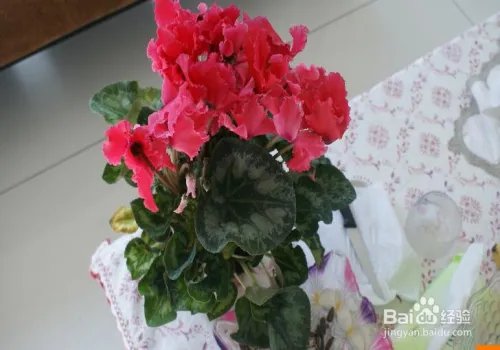 仙鹤来花怎么养 怎么养好仙鹤来花