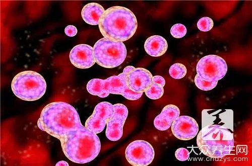 诺丽果酵素具有什么功效？