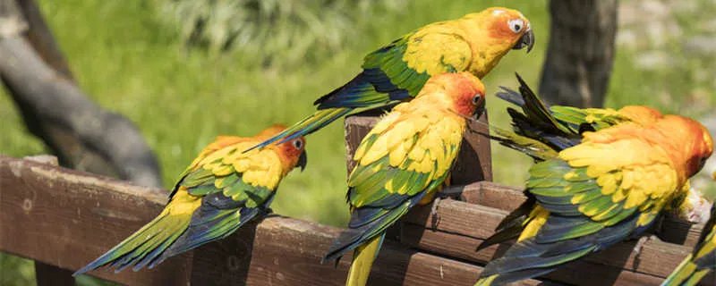 巨商蓄鹦鹉文言文翻译