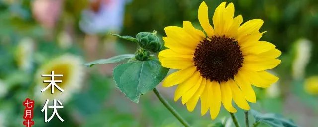 2021年几点几分入伏