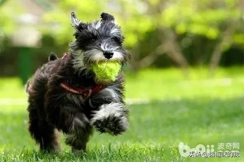 为什么很多养过雪纳瑞的人，都不愿意再养其他的狗呢？