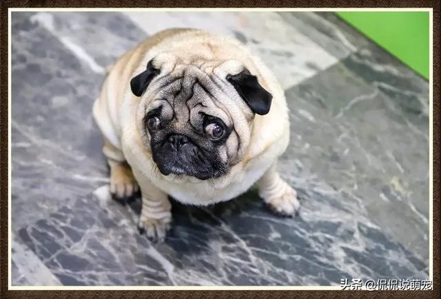 为什么我家狗狗每次突然见到主人我，都会尿失禁？