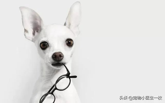 为什么我家狗狗每次突然见到主人我，都会尿失禁？