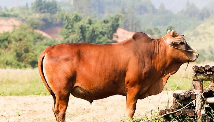 1985年出生是什么命运势如何 1985年出生的人是什么命