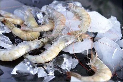 江西网购南美冻虾检出病毒，为啥南美冻虾频频出事儿？