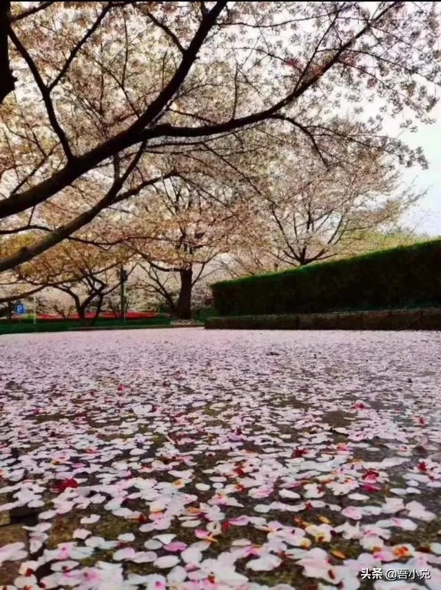 没有一个冬天不可逾越没有一个春天不会来临是什么意思？ - 芝士回答