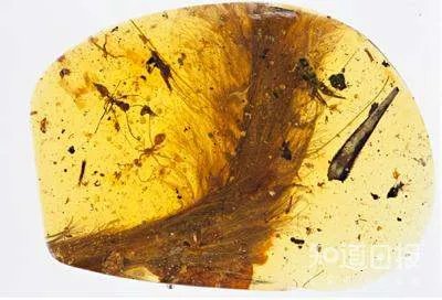 我们是怎样在琥珀里发现恐龙尾巴的？