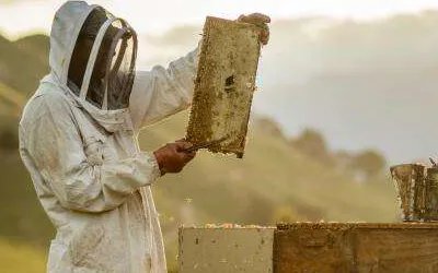 蜂蜜十大品牌,蜂蜜哪个品牌好