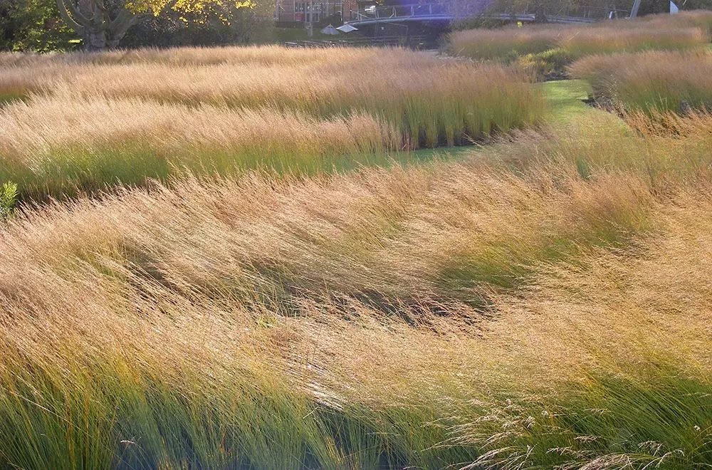 原创:花境按植物材料的分类及各自优缺点