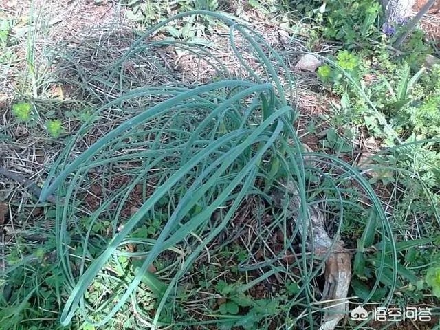 农村田野很多野菜都冒出了头，什么野菜是这个时节比较好采又好吃的？