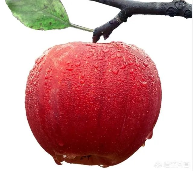 水果价格还会持续上升吗？