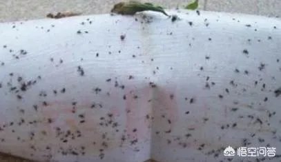 花盆里有小飞虫怎么办？