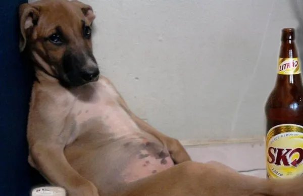 宠物博主让狗当大胃王，为了卖货就可以不择手段？