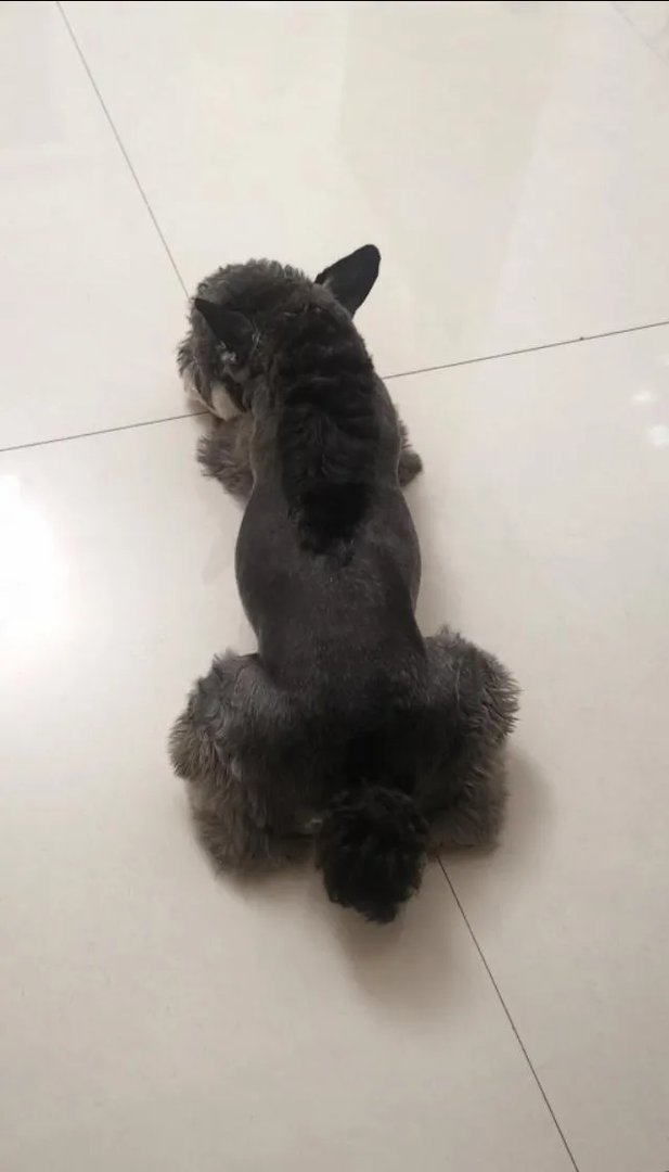 为什么很多养过雪纳瑞的人，都不愿意再养其他的狗呢？