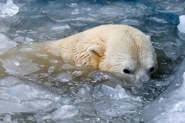 北极存在大量甲烷冰,这些甲烷冰为何不开采利用?