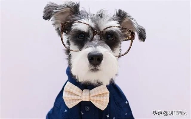 为什么很多养过雪纳瑞的人，都不愿意再养其他的狗呢？