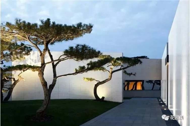 造型松，无奇不自由！气质庭院必备元素