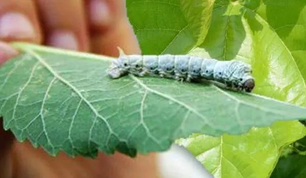 哪些昆虫能帮助人们做好事