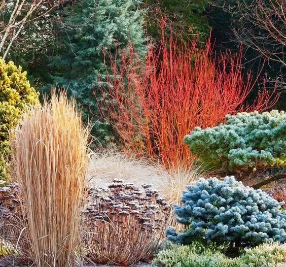 原创:花境按植物材料的分类及各自优缺点