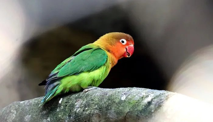 巨商蓄鹦鹉文言文翻译