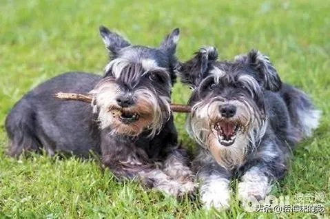 为什么很多养过雪纳瑞的人，都不愿意再养其他的狗呢？