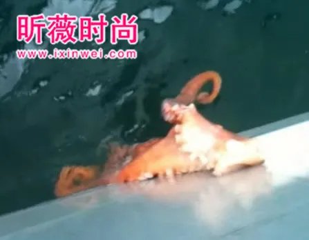 渔民将章鱼放在船上 下幕难以相信（组图）