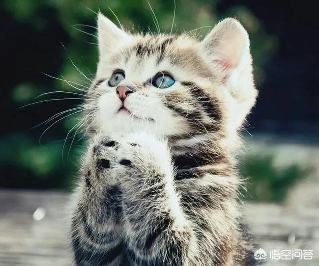 小猫死了拿去挂树被别的猫看见了有什么忌讳吗？