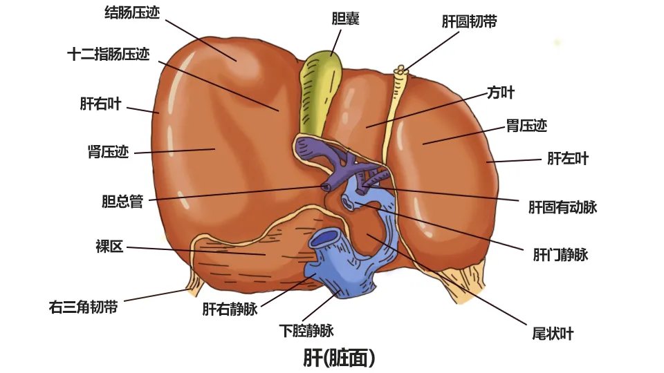 肝胆解剖图