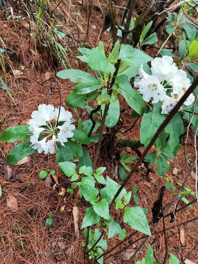 云南天坑接连发现极危物种，消失了106年的竹生羊奶子是什么？