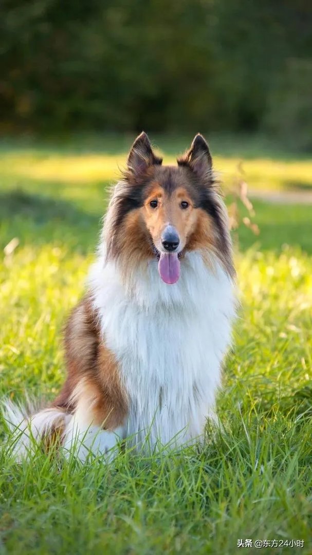 广元七旬老人深山迷路被困5天，警犬悬崖下将其找到, 你怎么看？