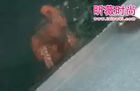 渔民将章鱼放在船上 下幕难以相信（组图）