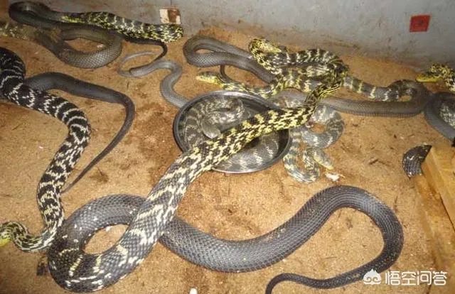 养殖的大王蛇一斤能够卖到多少钱？现在养殖大王蛇市场前景怎么样？
