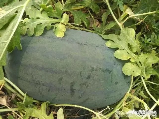 给大家介绍一个西瓜新品种?