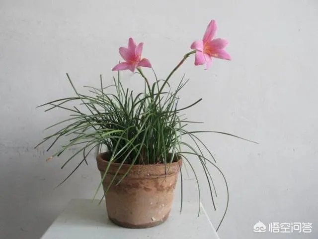 花盆里有小飞虫怎么办？