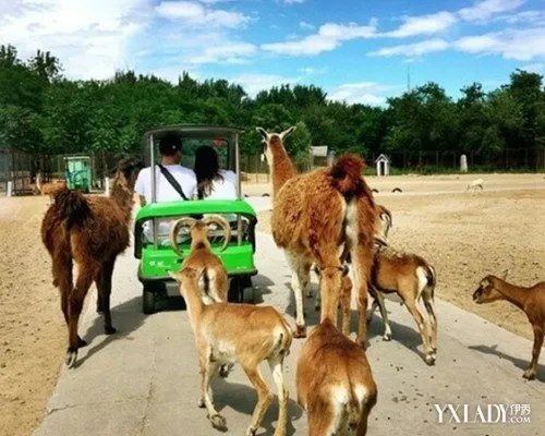 男篮孙悦迎娶模特女友婚后生活幸福出游