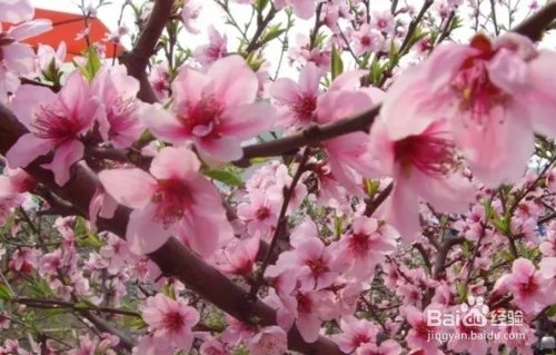 健康之路之养生美容多吃”花“