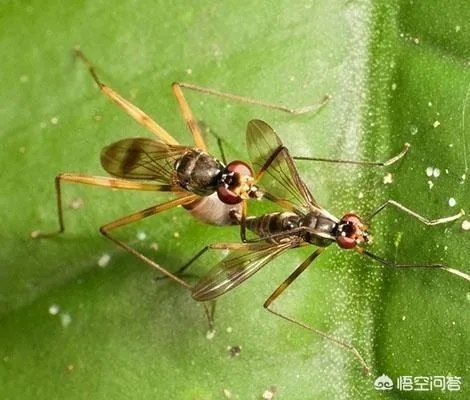 花盆里有小飞虫怎么办？