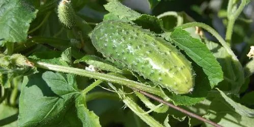 多家餐馆卖“拍黄瓜”被罚5千?监管部门:他们没证!是否存在选择性执法?