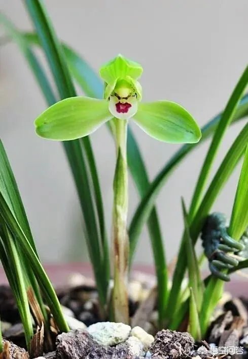 兰花叶子发黄是怎么回事？