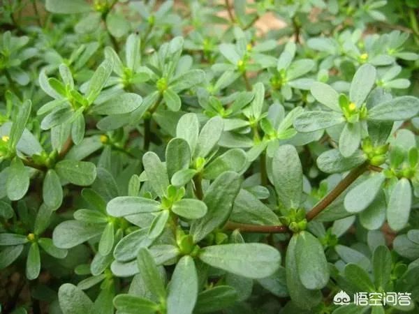 农村田野很多野菜都冒出了头，什么野菜是这个时节比较好采又好吃的？