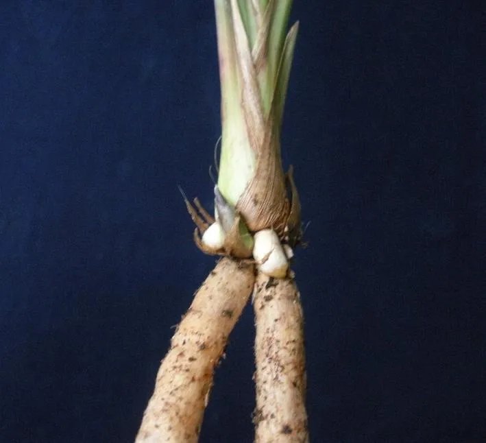 苍山奇蝶的介绍