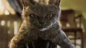 小猫死了拿去挂树被别的猫看见了有什么忌讳吗？