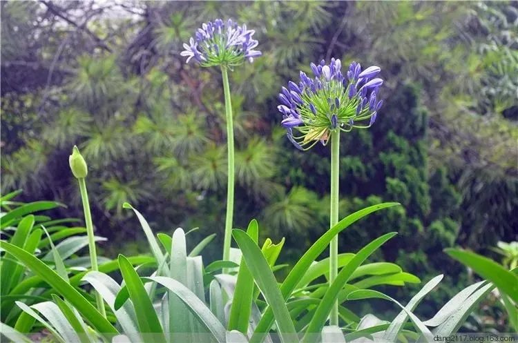 原创:花境按植物材料的分类及各自优缺点