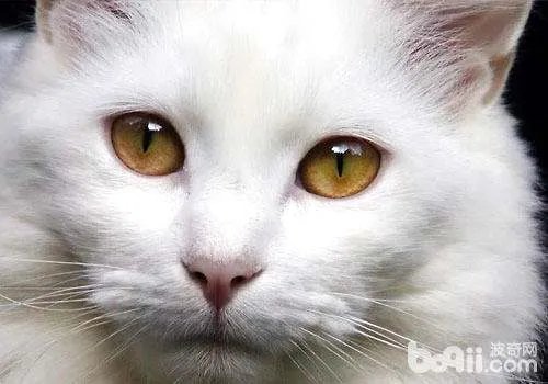 纯种的波斯猫大概多少钱一只?