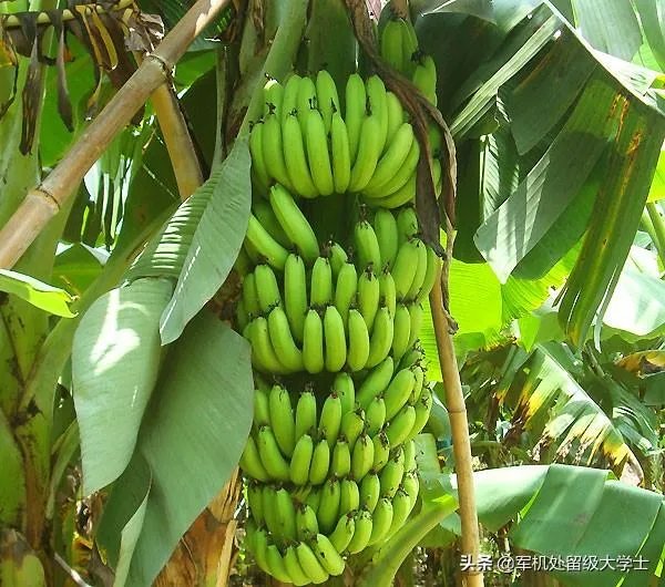 香蕉和芭蕉怎么区别？