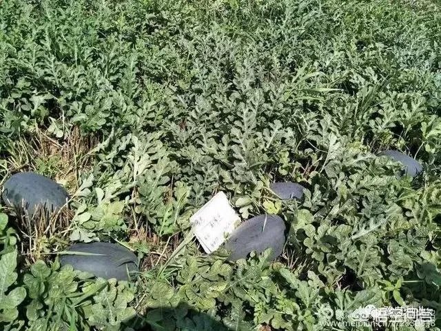 给大家介绍一个西瓜新品种?