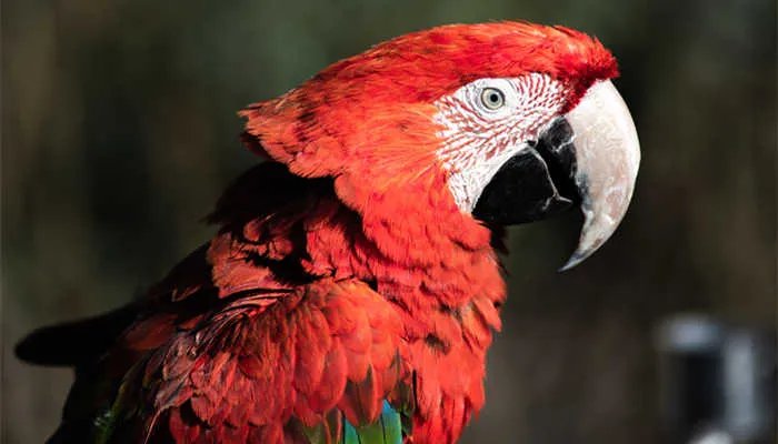 巨商蓄鹦鹉文言文翻译